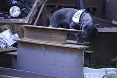 Le premier chien au monde entrainé à détecter l’ADN de SELECTA sur les métaux