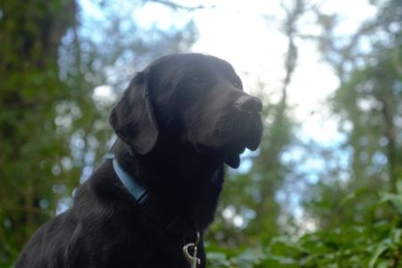 Introducing Ronnie: SelectaDNA’s Newest Canine Recruit Introducing Ronnie: SelectaDNA’s Newest Canine Recruit