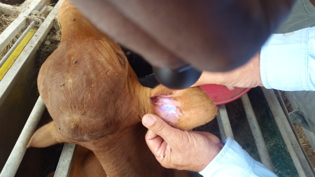 Livestock Recovered Thanks To DNA Marking Livestock Recovered Thanks To DNA Marking